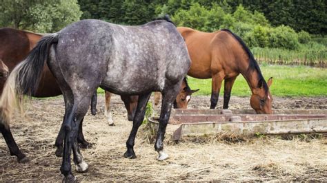 The Benefits Of Horse Oats In A Balanced Equine Diet.